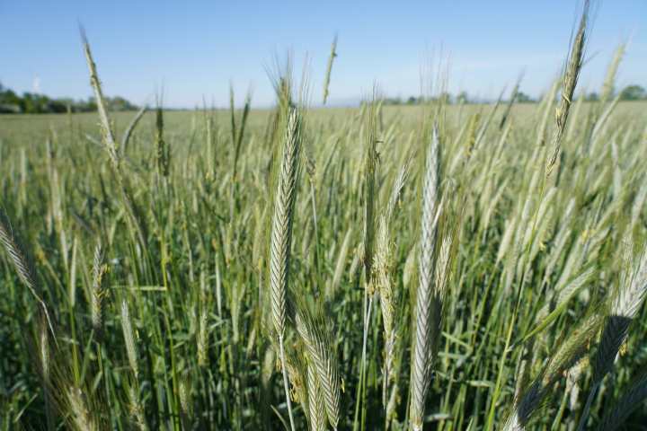 Roggenfeld © Forst- und Landwirtschaftsbetrieb Roggenfeld © Forst- und Landwirtschaftsbetrieb
