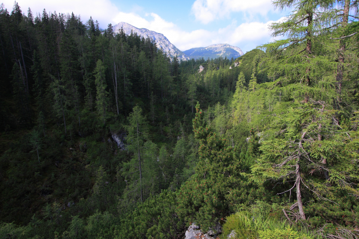 Quellenschutzwald © Forst- und Landwirtschaftsbetrieb Quellenschutzwald © Forst- und Landwirtschaftsbetrieb